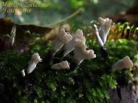Asgrauwe koraalzwam [Clavulina cinerea]